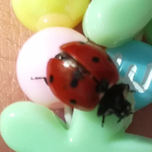 coccinelle