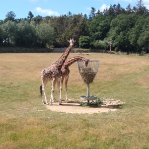 Girafe