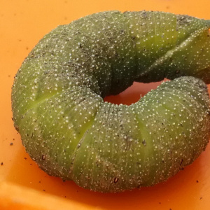 chenille sphinx