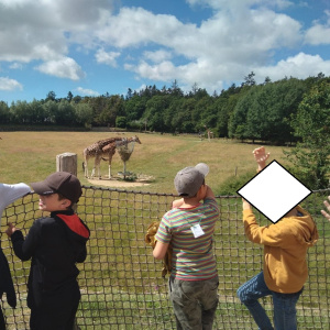 Girafes 3