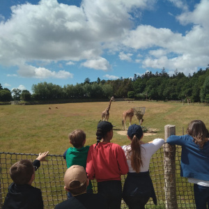 girafe 2