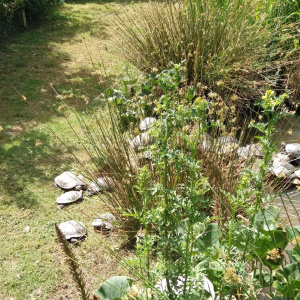 tortues d'eau