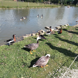 oiseaux 2