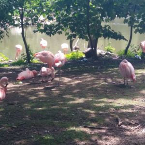 flaments roses 2