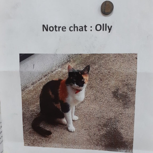 Le chat des résidents
