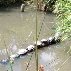 Tortues d'eau 2